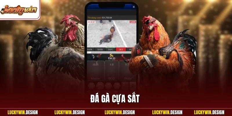 Đá gà cựa sắt