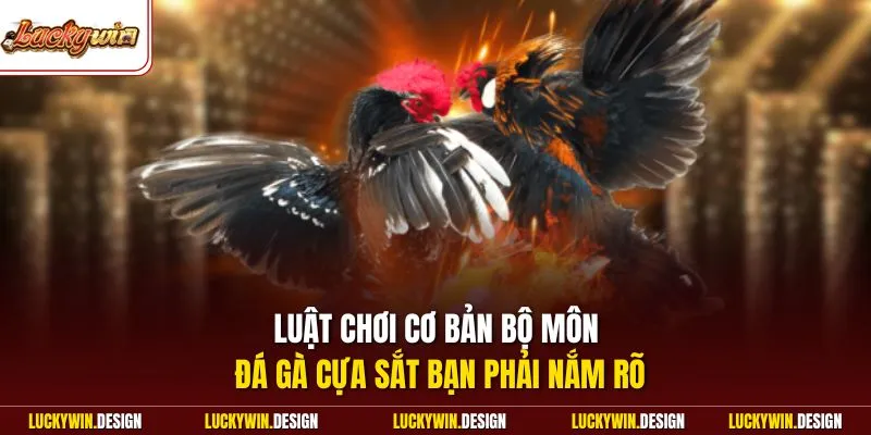 Luật chơi cơ bản bộ môn đá gà cựa sắt bạn phải nắm rõ